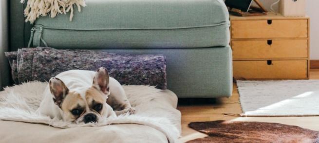 Dog laying on dog bed with a couch and bedside table behind